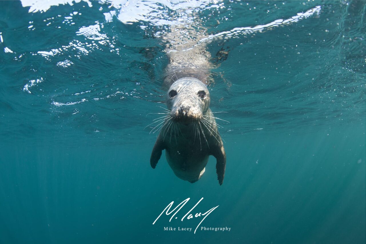 Cornish Seal