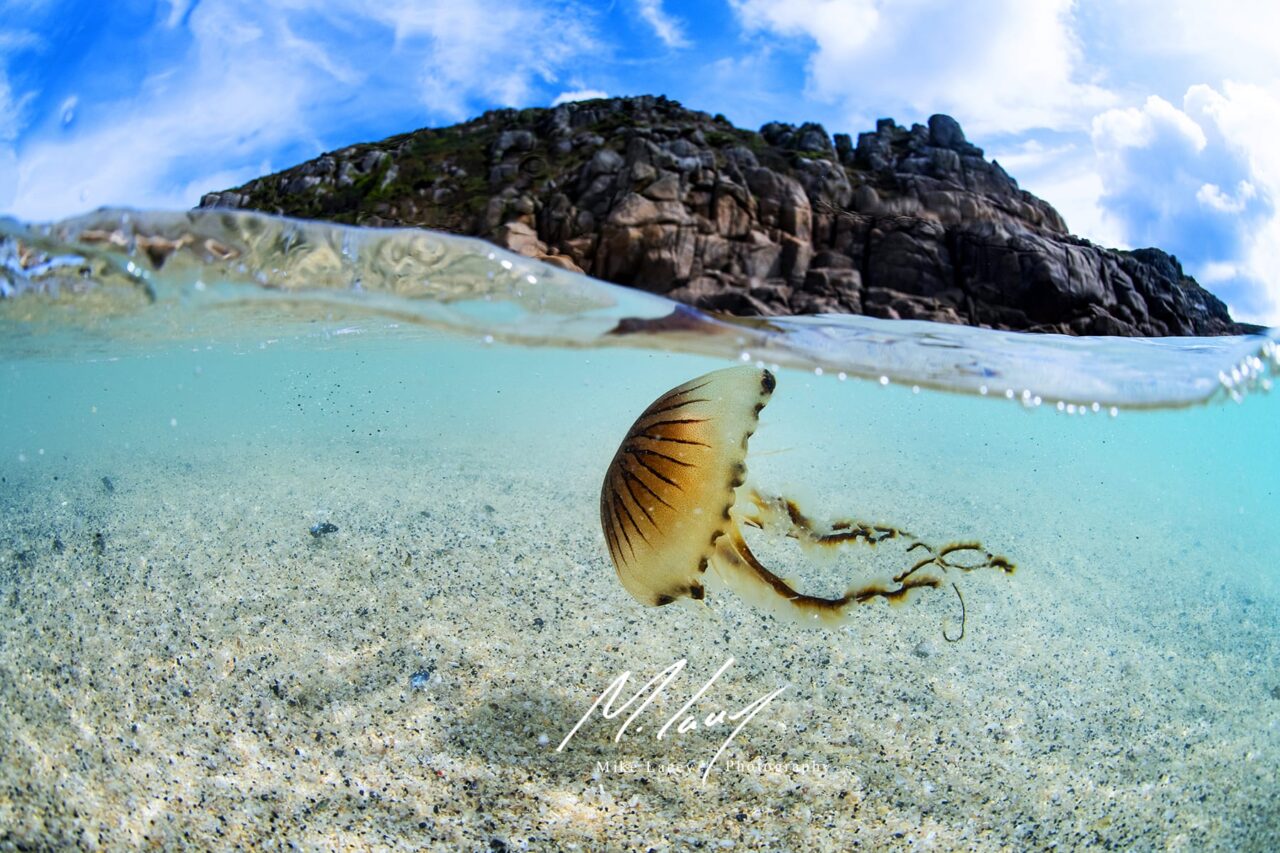 Compass Jelly