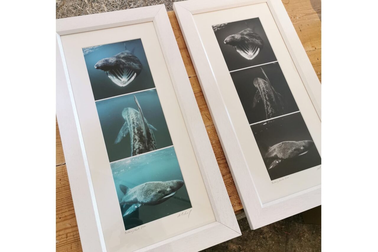 Basking Shark - Limited Edition